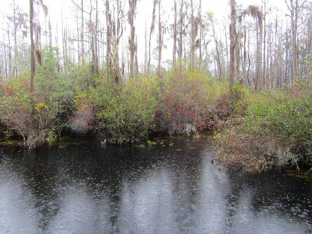 Swamp