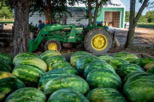 Watermelon Farm